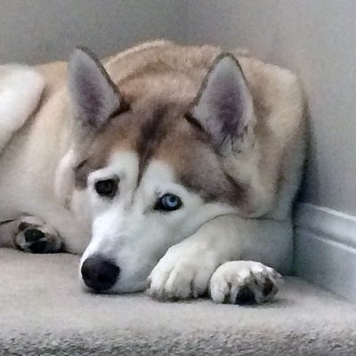 Profile Picture of Peter Merlin Cane (@PeterMerlinCane) on Twitter