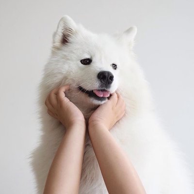 Profile Picture of Colin Mitchell (@Akita_Opal) on Twitter