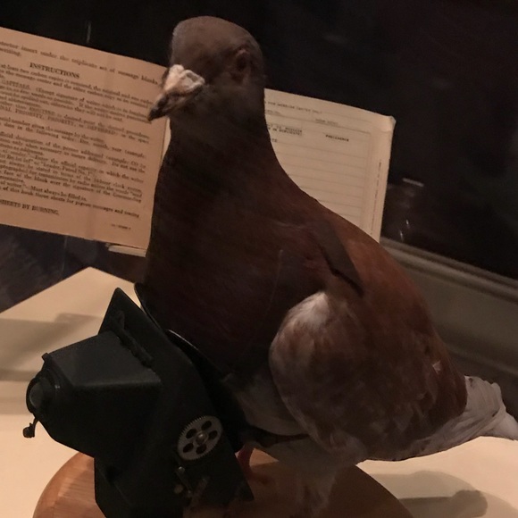 Profile Picture of Cindy Rodriguez (@rodcindy) on Poshmark