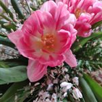 Profile Picture of Franca Moretto (@francamajo) on Instagram