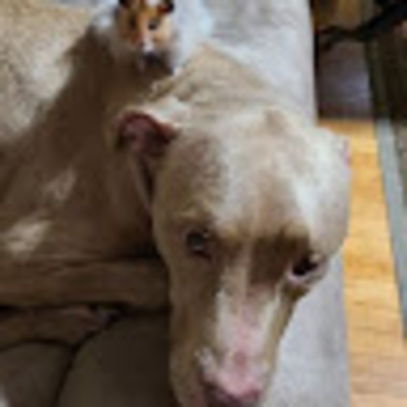 Profile Picture of Laura Quinn (@lquinn439) on Poshmark