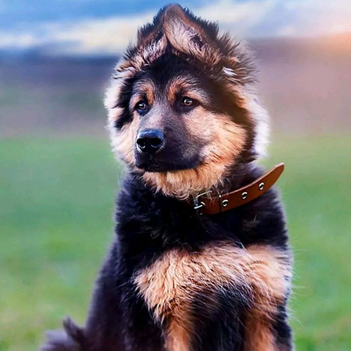 Profile Picture of VIKASH SINGH (@maneka_singh) on Tiktok