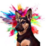 Profile Picture of Danny( GERMAN SHEPHERD) (@danny.the.gsd) on Instagram