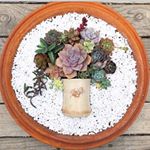 Profile Picture of Kim Dubé👩🏻‍🌾🌷 (@thecrazyplantladyyyc) on Instagram