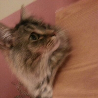 Profile Picture of Travis Levine (@TLevine603) on Twitter