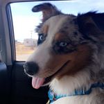 Profile Picture of Sacha Niquette (@sachaaussie) on Instagram