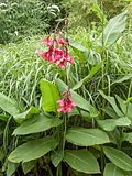 Profile Picture of Canna × ehemanniion Wikipedia