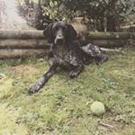 Profile Picture of Alfie Coleman 🐾 (@alfieakathealf) on Instagram