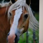 Profile Picture of Stella Matthews (@sajmen_templar) on Instagram