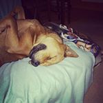 Profile Picture of Chuck Warren (@chuckiechowchow) on Instagram