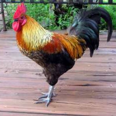 Profile Picture of Andrew Grundman (@Andrew_Grundman) on Twitter