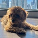 Profile Picture of Winnie Talyansky (@winniethecavapooh1) on Instagram