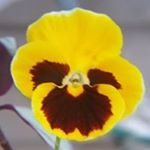 Profile Picture of Virginia Pearson (@virginia.pearson.50) on Instagram