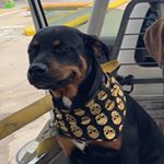 Profile Picture of Thomas Jackman (@thomas.jackmann) on Instagram