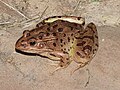 Profile Picture of Plains leopard frogon Wikipedia