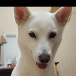 Profile Picture of 제주에 사는 뚱이🐶 뚱이와 가족이 된 날(17.07.11) (@_lovelyddoung_) on Instagram