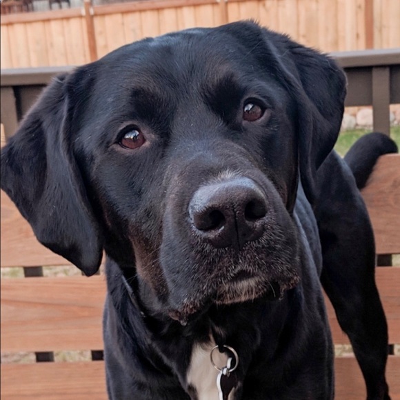 Profile Picture of Joe Raymond (@jrpolars1247) on Poshmark