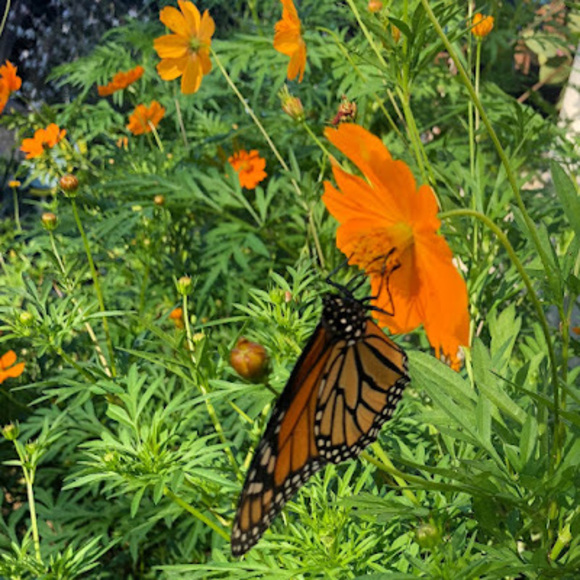 Profile Picture of Spread Kindness (@angelagatti420) on Poshmark