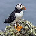 Profile Picture of Atlantic puffinon Wikipedia