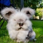 Profile Picture of Lillian (@boisebuns) on Instagram