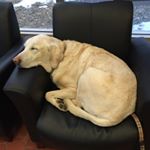 Profile Picture of Brennan Thornton (@bren_nh7) on Instagram