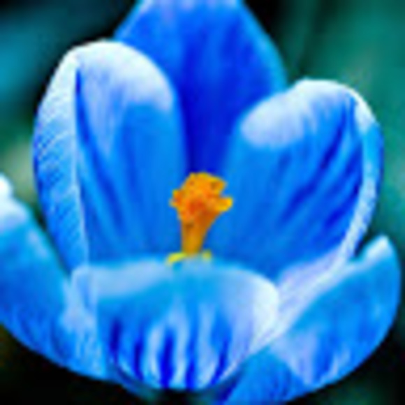 Profile Picture of Mariana Mahmassani (@mmahmassani) on Poshmark