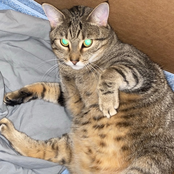 Profile Picture of Nicholas Namnama (@nickasoarusrex) on Poshmark