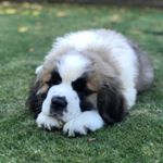 Profile Picture of Sass The Saint Bernard (@sassysaintbernard) on Instagram