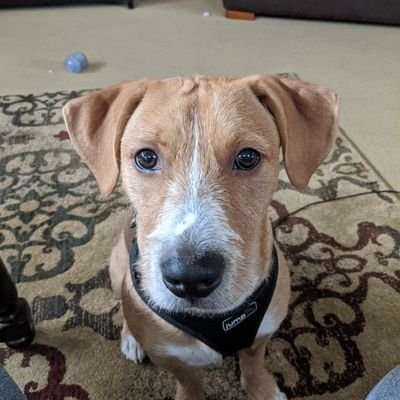 Profile Picture of Ron Reilly (@ronre) on Twitter