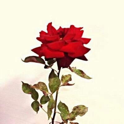 Profile Picture of Rosa Cano (@rosacano3) on Twitter