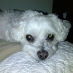 Profile Picture of Debra Loy Snyder (@dsnydman) on Instagram