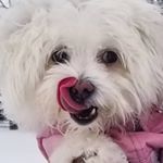 Profile Picture of Kris| Curly girl amateur (@kristys_kurly_journey) on Instagram