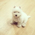 Profile Picture of Kylo Timón (@kylo_timon_thewestiedog) on Instagram