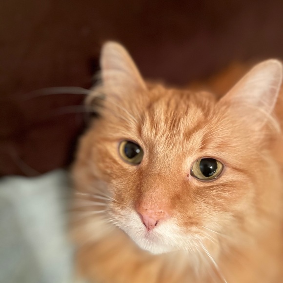 Profile Picture of Barbara Gregoroff (@bgregoroff) on Poshmark