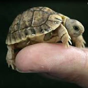 Profile Picture of Tyler Joseph (@tylerjoseph3322) on Youtube