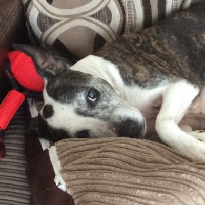 Profile Picture of Hannah Fitzsimons (@hannahjamiefitz) on Twitter