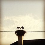 Profile Picture of Marcel Wolpert (@watkinsannemarie2280) on Instagram