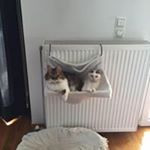 Profile Picture of Stacey Pappas (@stacey_pappas) on Instagram