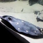 Profile Picture of Johnathan Sutton (@suttonjohnathan) on Instagram