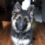 Hank - Instagram Profile Picture of Hank (@hank.kinggsd) on Instagram