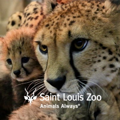 Profile Picture of Saint Louis Zoo (@stlzoo) on Twitter