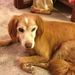 Profile Picture of Janet Cramer (@jc5209) on Pinterest