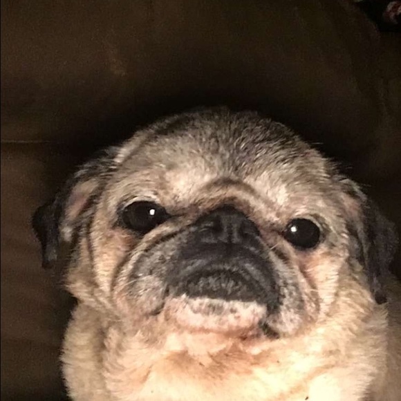 Profile Picture of Michelle Zagic (@michelle31359) on Poshmark