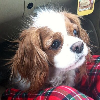 Profile Picture of Lisa Streeter (@lstreetcheer) on Twitter