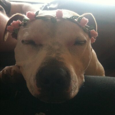 Profile Picture of Gillian Browne (@Gillianbrowne4) on Twitter