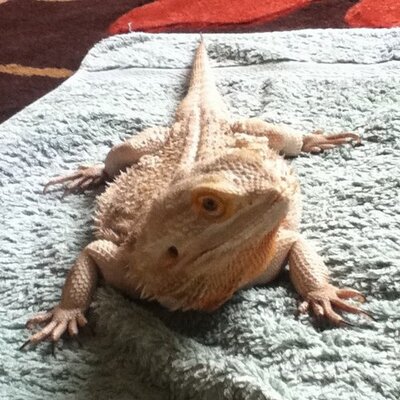 Profile Picture of Brendan Parnell (@donbee17) on Twitter