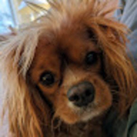 Profile Picture of Alex Cameron (@alexcameron167) on Poshmark