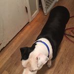 Profile Picture of Joe Calabro (@jcalabro12) on Instagram