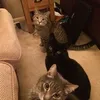 Profile Picture of Catherine Argent (@kitty768943) on Tiktok