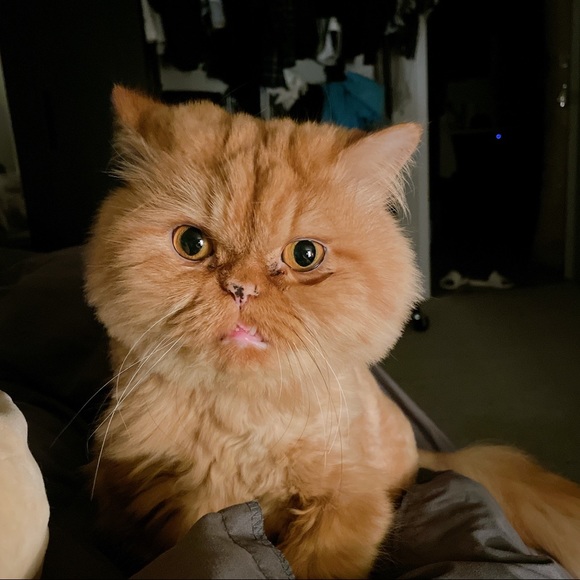 Profile Picture of Joe Zhou (@420257537) on Poshmark